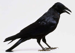 vrana-crna.jpg