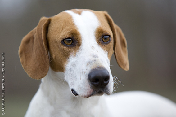 istrian shorthaired hound