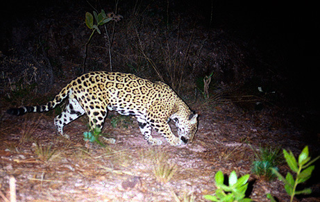 090211-jaguar-mexico-picture_big