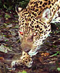 090211-jaguar-mexico-picture_m