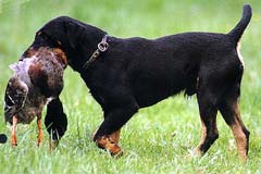 deutscher-jagd-terrier