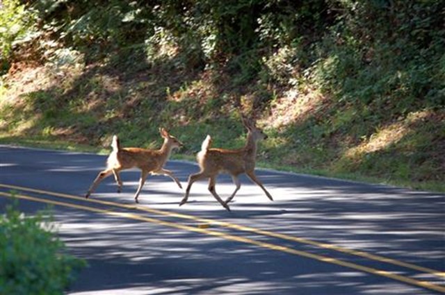 avoiding-deer-car-accidents