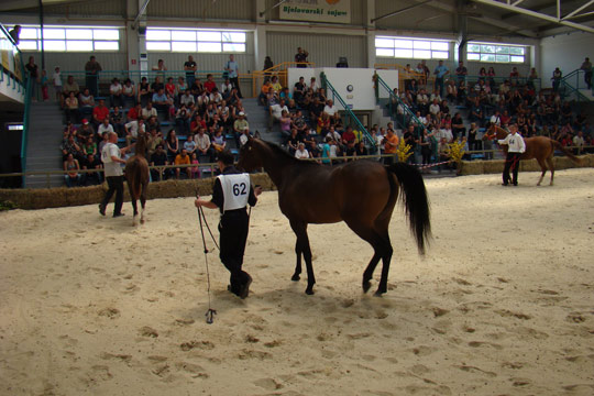 Sajam konja i opreme za konje ima sve više posjetitelja zbog stalnog porasta zanimanja za konje u cijeloj Hrvatskoj