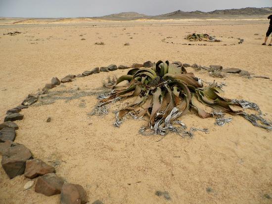 Namib-pustinja-drugi dan