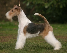 Oštrodlaki i kratkodlaki foksterijer –  Wire i Smooth fox terrier