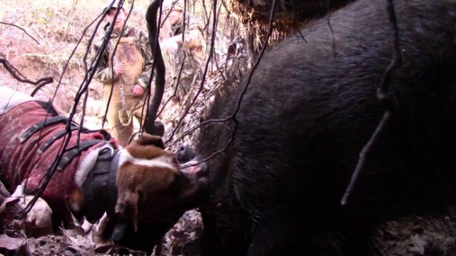 VIDEO: Ekstremni lov veprova nožem i psima