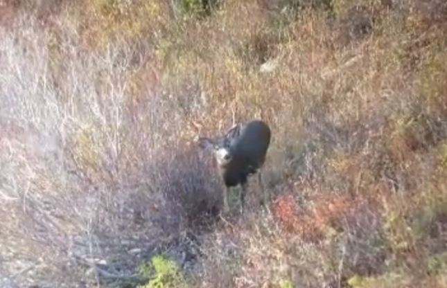VIDEO: Lovac promašio bjelorepog jelena čak 13 puta