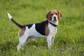 Bigl - Beagle