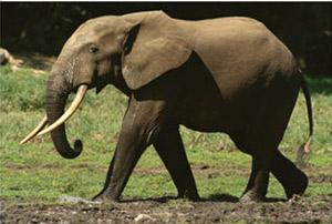 african-forest-elephant-300