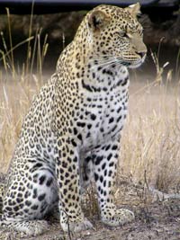 leopard_africa_200