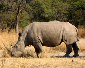white-rhino-300
