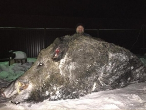 Novi Guinnessov rekord! Lovac u Rusiji ustrijelio vepra od 535 kilograma!