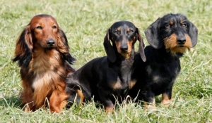 Jazavčar - Dachshund