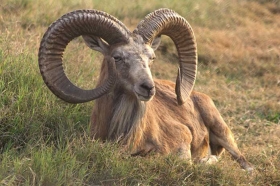 Argali divlja ovca – Ovis ammon L. – eng. Argali wild sheep, Mountain sheep