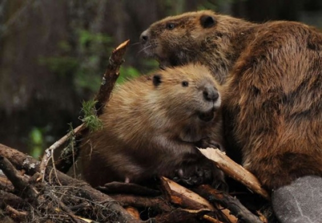 Euroazijski dabar (Castor fiber L.) – eng. Euroasian beaver