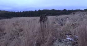 VIDEO: JESTE LI SPREMNI ZA NAPAD KODIJAK MEDVJEDA?