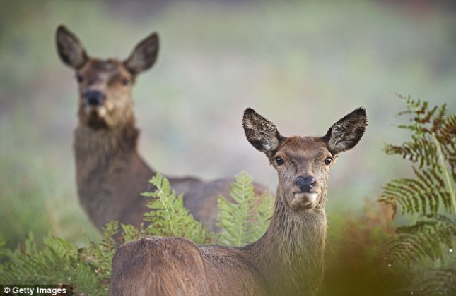 Odvraćanje jelenske divljači od poljoprivrednih usjeva
