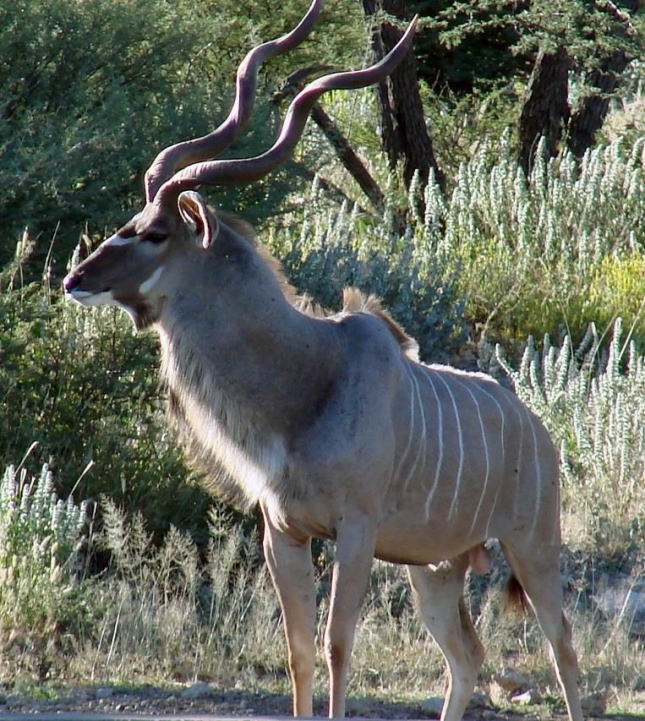 Kudu - sivi duh Afrike
