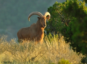 Grivasti skakač - Ammotragus lervia – eng. Barbary sheep