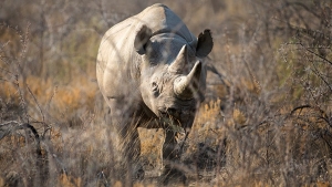 Namibija ukida sve zabrane lova