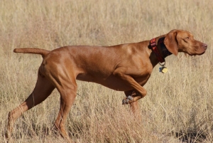 Mađarska vižla - Hungarian vizsla