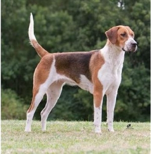 Engleski lisičar – English foxhound