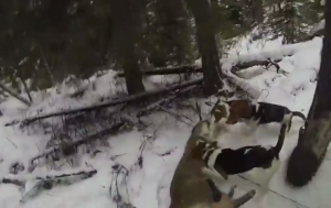 VIDEO: Lovac upucao pumu kako bi spasio pse